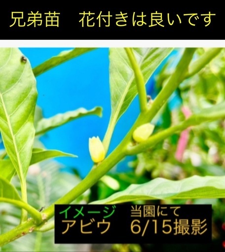 13800  特選　アビウ苗　希少フルーツ　観葉植物　鉢栽培