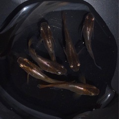 ⭐️琥珀ヒカリ⭐️メダカ　6匹の画像