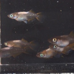 ⭐️琥珀ヒカリ⭐️メダカ　6匹の画像