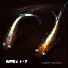メダカ  朱光菊⑤若魚1ペアの画像