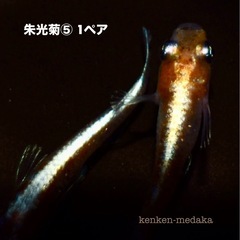 メダカ  朱光菊⑤若魚1ペアの画像
