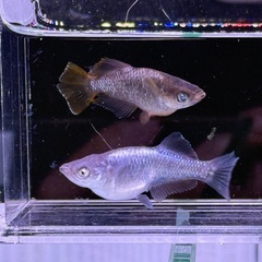 メダカ　橙(とう)‼️ 有精卵20個＋α 500円　幻想　金閣　弐火の画像