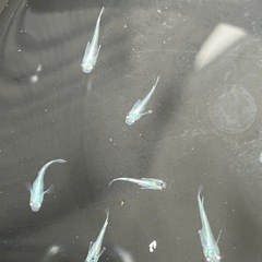 常磐道ＳＡ、ＰＡにて　幹之メダカフルボディ鉄仮面幼魚7匹の画像