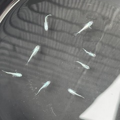 常磐道ＳＡ、ＰＡにて　幹之メダカフルボディ鉄仮面幼魚7匹の画像