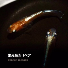 メダカ  朱光菊丸⑥若魚1ペアの画像