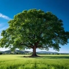 大きな木でお困りの方いらっしゃいませんか？どんな木でも解決します。