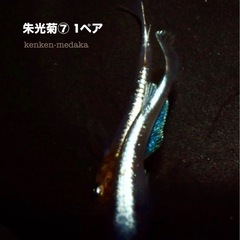 メダカ  朱光菊⑦若魚1ペアの画像