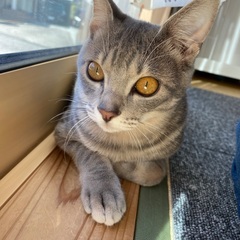 おっとり癒し系♡生後約４ヶ月の男の子 - 猫
