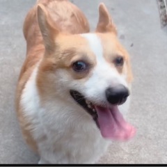 元気いっぱいコーギーの姉妹 − 静岡県