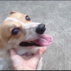 元気いっぱいコーギーの姉妹 - 田方郡