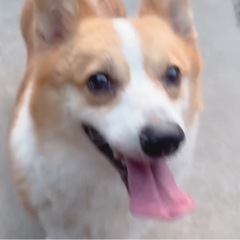 元気いっぱいコーギーの姉妹 - 犬