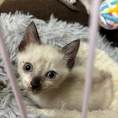 １ヶ月の子猫2匹♪