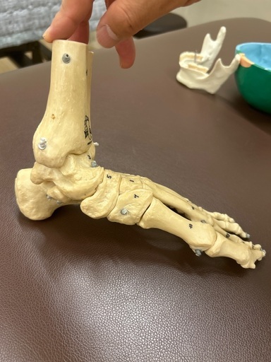 骨格模型のブランド、足模型です