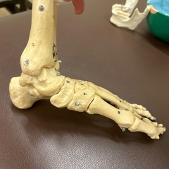 骨格模型のブランド、足模型ですの画像