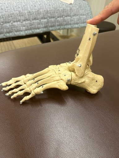 骨格模型のブランド、足模型です