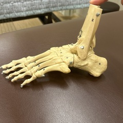 骨格模型のブランド、足模型ですの画像