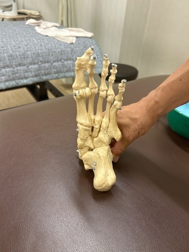 骨格模型のブランド、足模型です