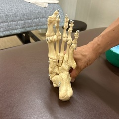 骨格模型のブランド、足模型ですの画像