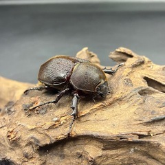 【新成虫】 DHモリシマイ♀単60mm/ ※送料事前連絡にて変更可 ※直接受け渡しに変更可の画像