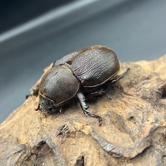 【新成虫】 DHモリシマイ♀単60mm/ ※送料事前連絡にて変更可 ※直接受け渡しに変更可の画像
