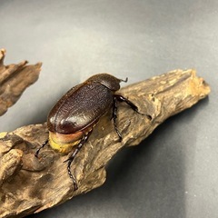 【新成虫】 DHモリシマイ♀単60mm/ ※送料事前連絡にて変更可 ※直接受け渡しに変更可の画像