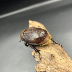 【新成虫】 DHモリシマイ♀単60mm/ ※送料事前連絡にて変更可 ※直接受け渡しに変更可の画像