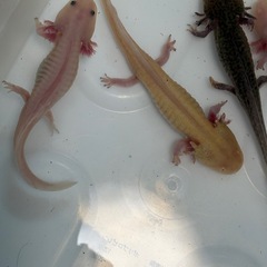 ウーパールーパー  10㎝〜15㎝　10匹セットの画像