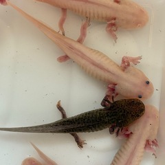 ウーパールーパー  10㎝〜15㎝　10匹セットの画像