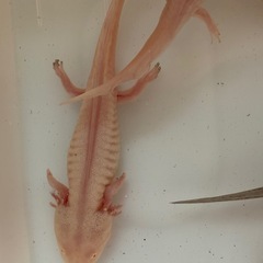 ウーパールーパー  10㎝〜15㎝　10匹セットの画像