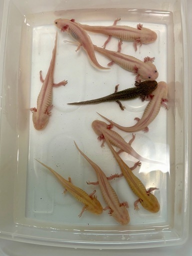 ウーパールーパー  10㎝〜15㎝　10匹セット