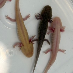 ウーパールーパー  約10㎝〜18センチの画像