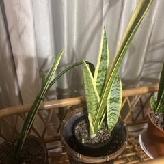 サンスベリア 1点の値段ですの画像