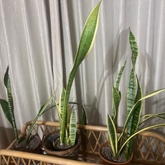 サンスベリア 1点の値段ですの画像