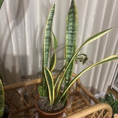 サンスベリア 1点の値段ですの画像