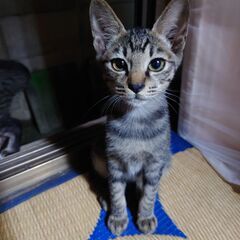 キジトラ子猫　オス７ヶ月　かぎしっぽ　里親さん募集 - 岡山市