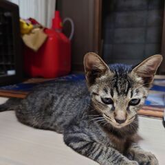 キジトラ子猫　オス７ヶ月　かぎしっぽ　里親さん募集 − 岡山県