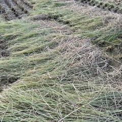 稲わら①お譲りします　　　　　　　       
お正月のしめ飾り・家庭菜園・庭木のふゆ冬囲いなどの画像