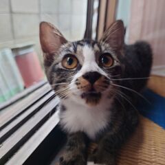 黒白キジトラ子猫　メス７ヶ月　短しっぽ　里親さん募集