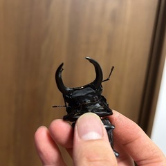 大クワガタ幼虫（能勢YG血統）
の画像
