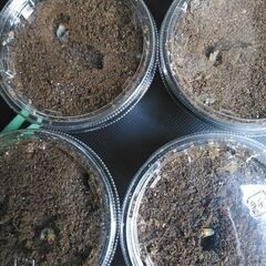 Rhaetulus westwoodi westwoodi  幼虫3頭の画像