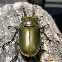 ババオウゴンオニクワガタ♂単品67ミリB品の画像