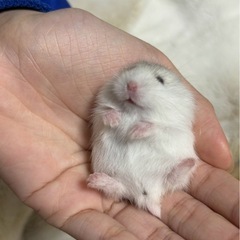 ハムスター　パールホワイト　男の子