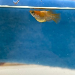 【希少品種です】【めだか】東天光ダルマ(とうてんこうだるま)  3匹　　　　　　　　　　　の画像