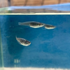 【希少品種】【めだか】黒流星(くろりゅうせい) 　3匹の画像