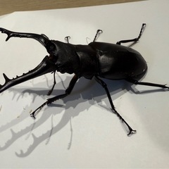 ギラファノコギリクワガタ　ペア　オス:約9cmの画像
