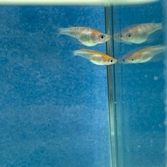 【早い者勝ち】【めだか】桜小町　3匹の画像