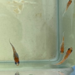 【早い者勝ち】【めだか】桜小町　3匹の画像