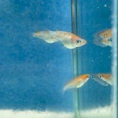 【早い者勝ち】【めだか】桜小町　3匹の画像