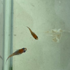 【早い者勝ち】【めだか】桜小町　3匹の画像