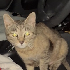 キジトラ　メス　松江東津田　探してます。